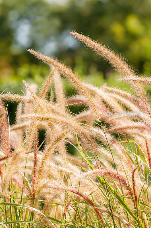 喷泉草(Pennisetum setaceum)秋季-十三